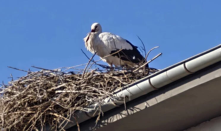 aralik-ayinin-sonuna-gelindi-igdir-da-leylekler-hala-goc-etmedi
