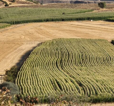 Savaşın Etkisiyle Gübre Ve Mazot Fiyatları Arttı, Tarımsal Üretim Risk Altında